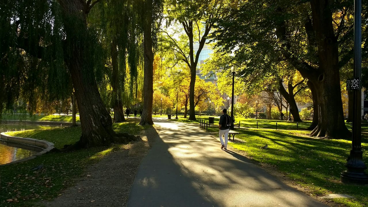 A wide path cuts through the green lawns of Boston Common with the city skyline behind the trees.