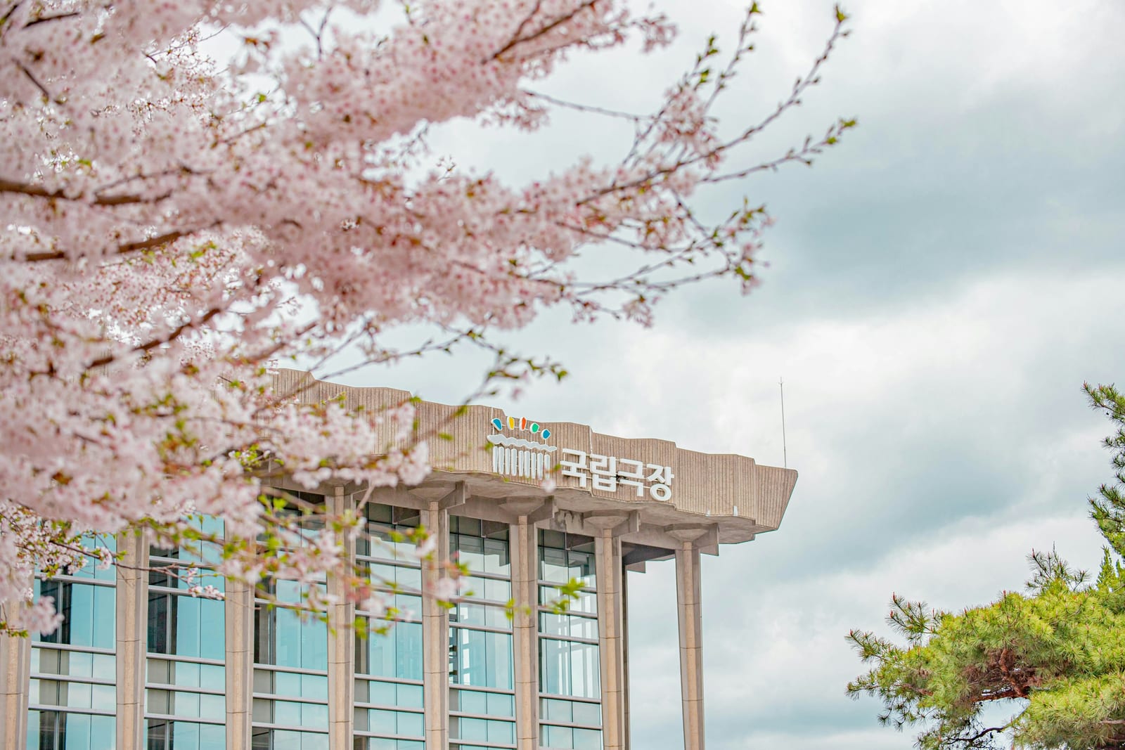 A modern Seoul building with Korean signage framed by pale pink cherry blossoms in spring.