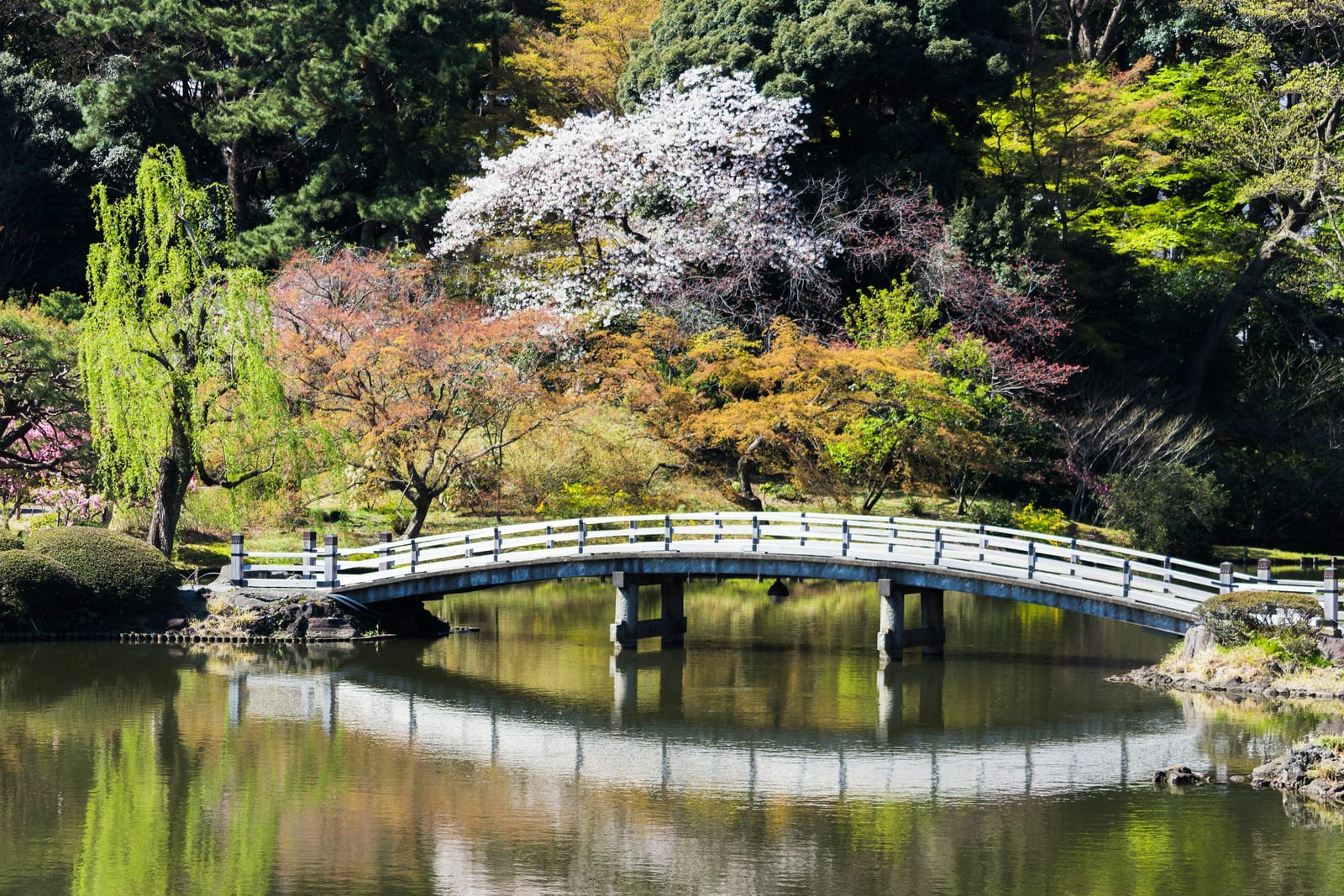 A bridge over the pond in a traditional Edo strolling garden.