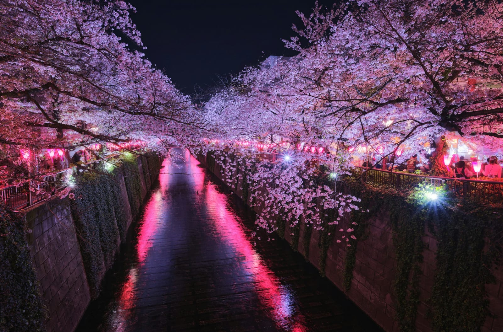 Cherry blossoms along a canal in a Tokyo park in spring.