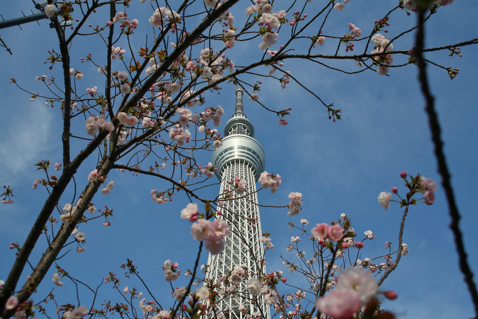 The Tokyo Skytree framed by cherry blossoms against a clear blue spring sky.