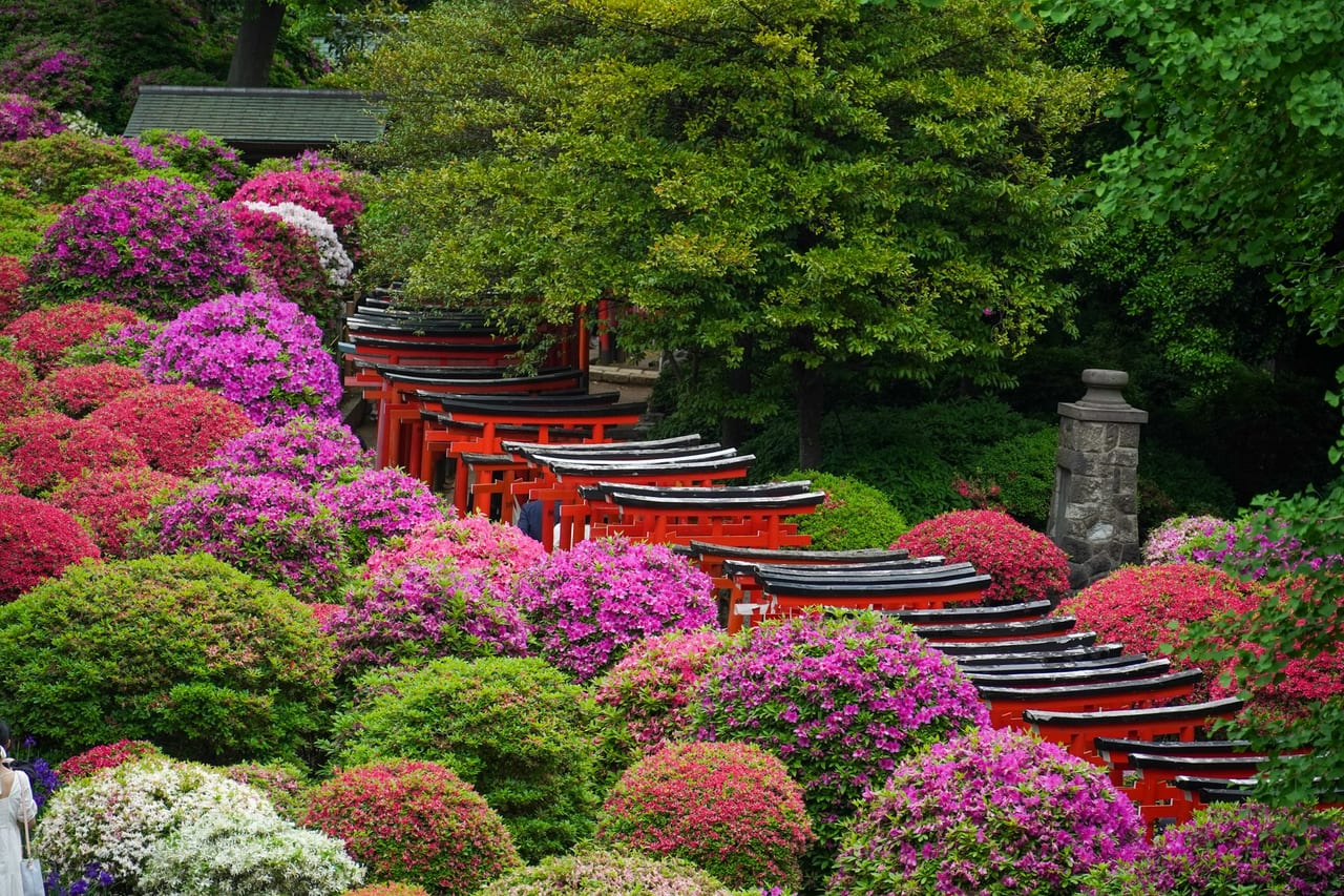Nezu Shrine's vermilion torii-gate tunnel winds uphill between banks of azaleas in bloom.