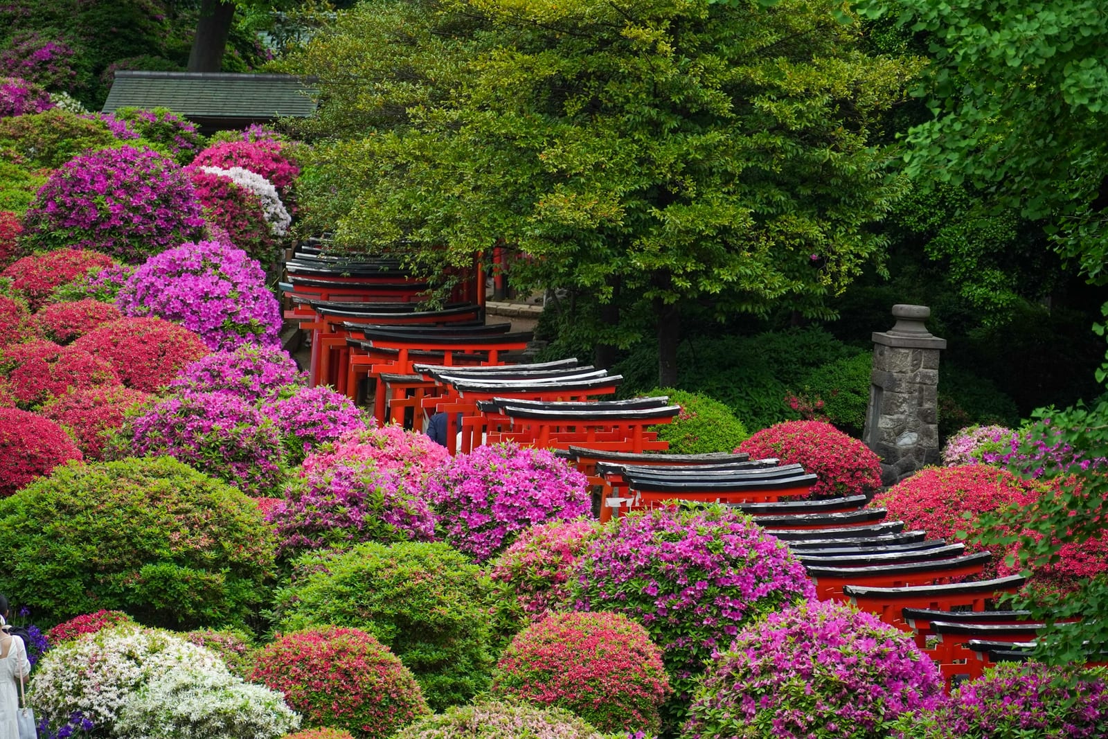 The vermilion torii and azaleas at Nezu Shrine, beside Yanaka