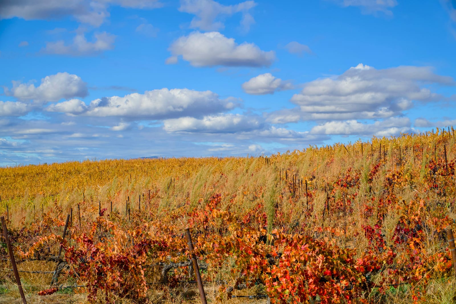 Rows of grapevines with red and golden autumn leaves stretch across a sunlit vineyard beneath a blue sky.