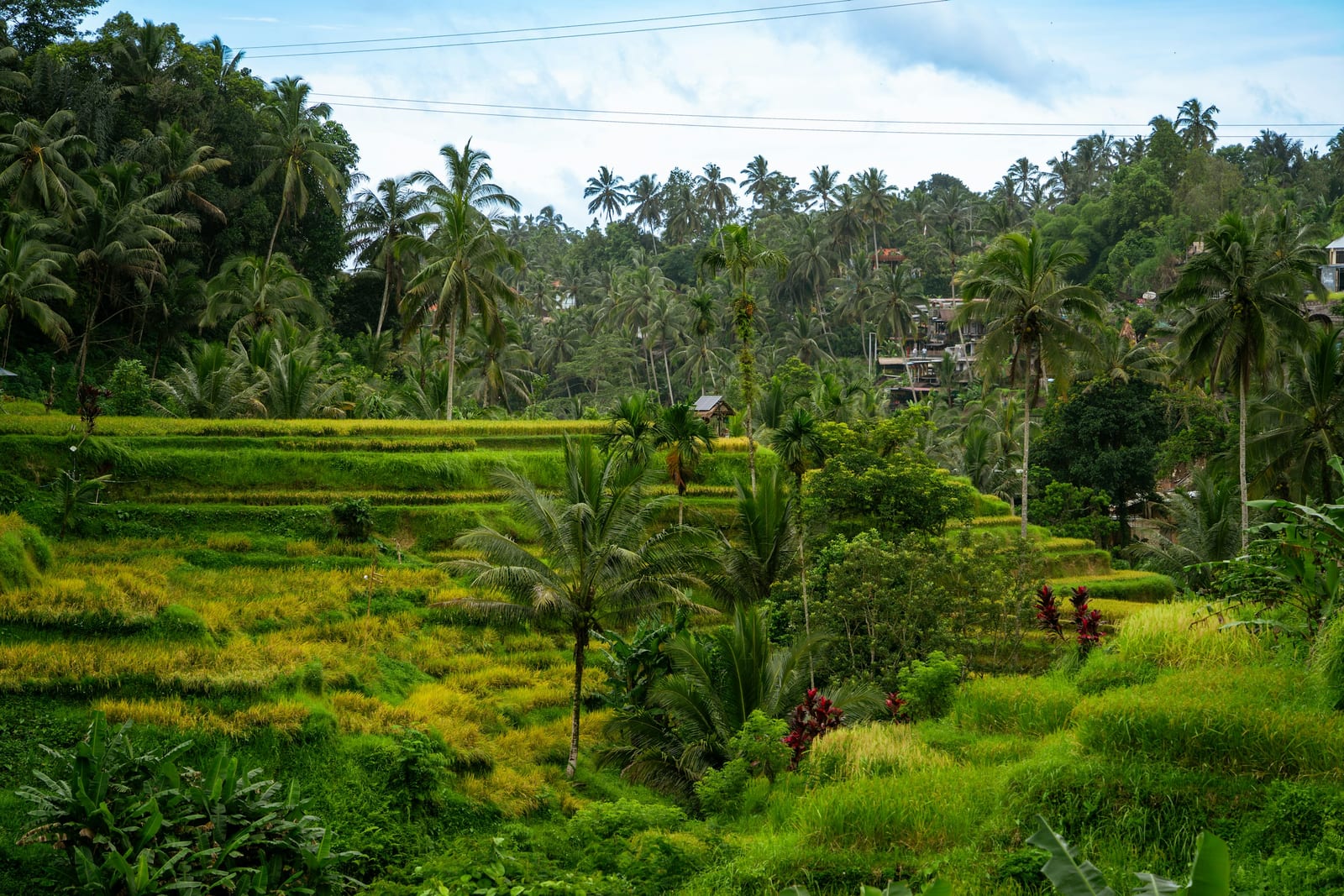 Green rice terraces and coconut palms fill a bright tropical Bali landscape.