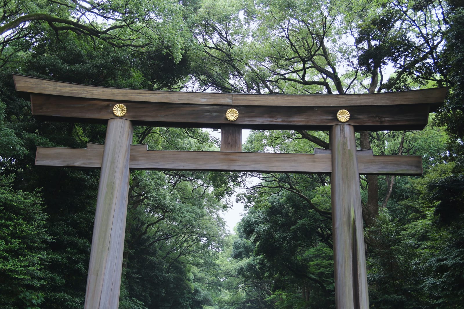 The wooden torii at Meiji Jingu, beside Harajuku.