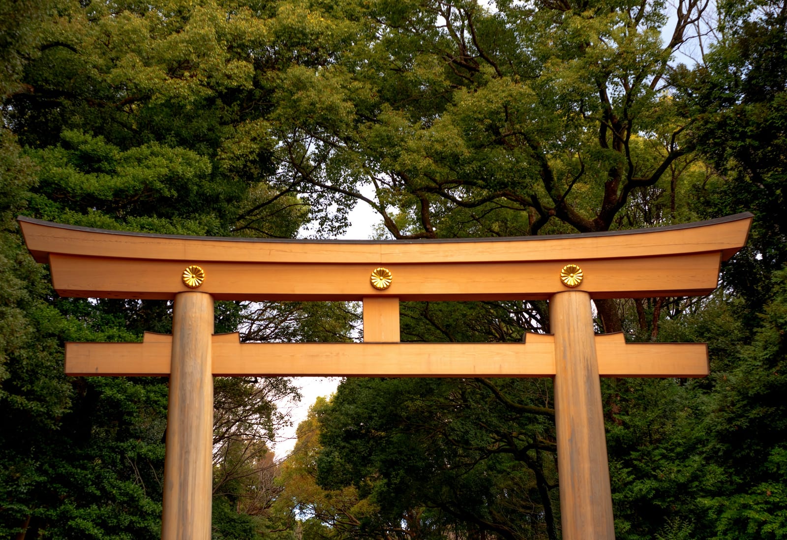 The great wooden torii at Meiji Jingu, beside Harajuku