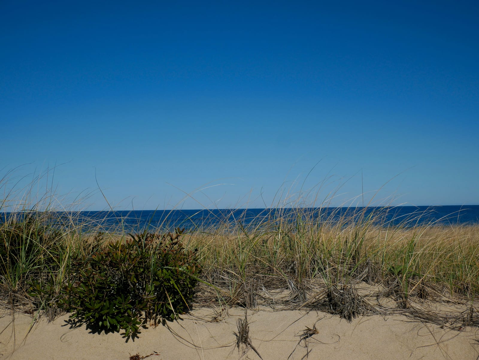 Beach grass and low shrubs frame a bright blue ocean horizon under a clear sky.