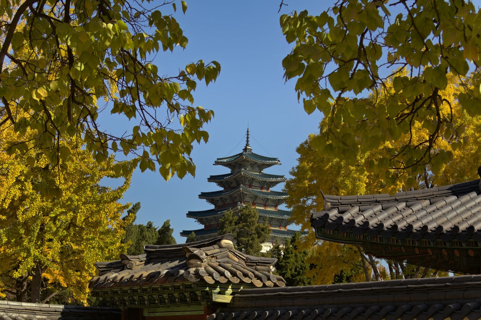 Traditional palace roofs and a pagoda are framed by yellow autumn leaves beneath a clear blue sky in Seoul.