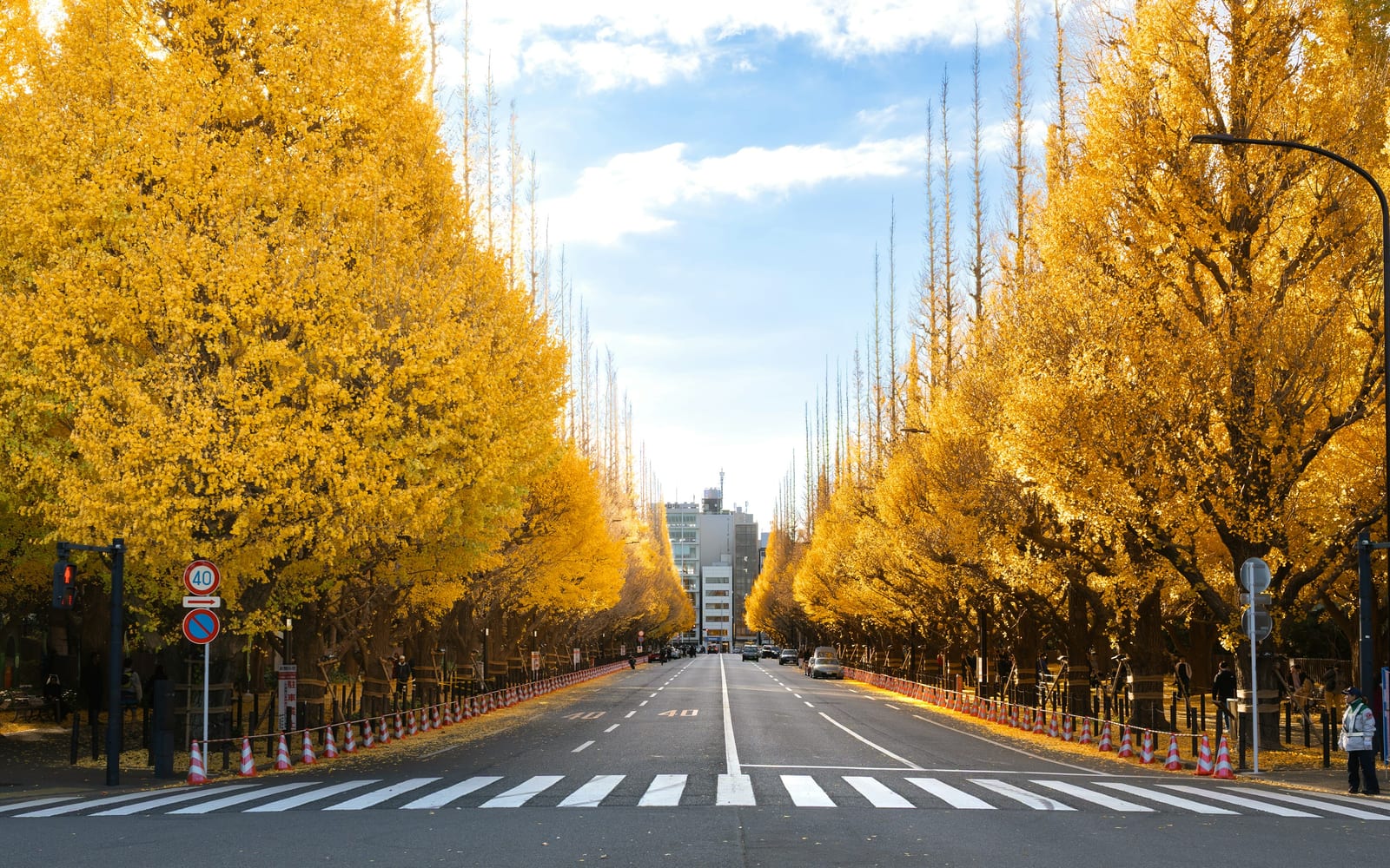 Ginkgo trees in autumn gold over a Tokyo avenue.