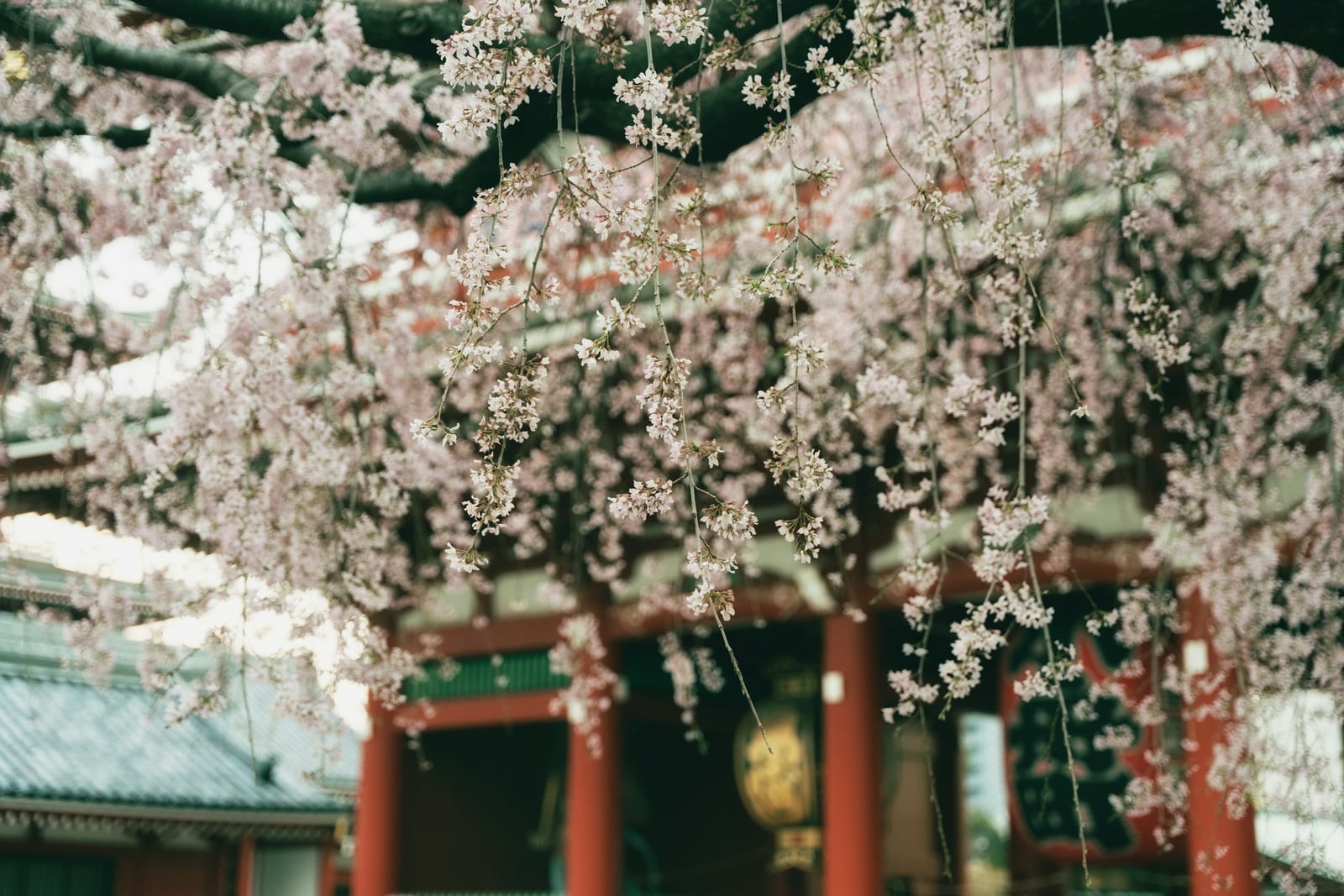 The Senso-ji temple gate in Asakusa.