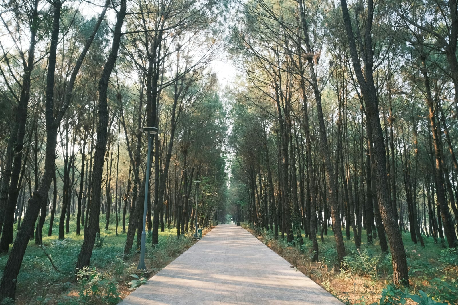 A paved path through a dense forest of tall trees.