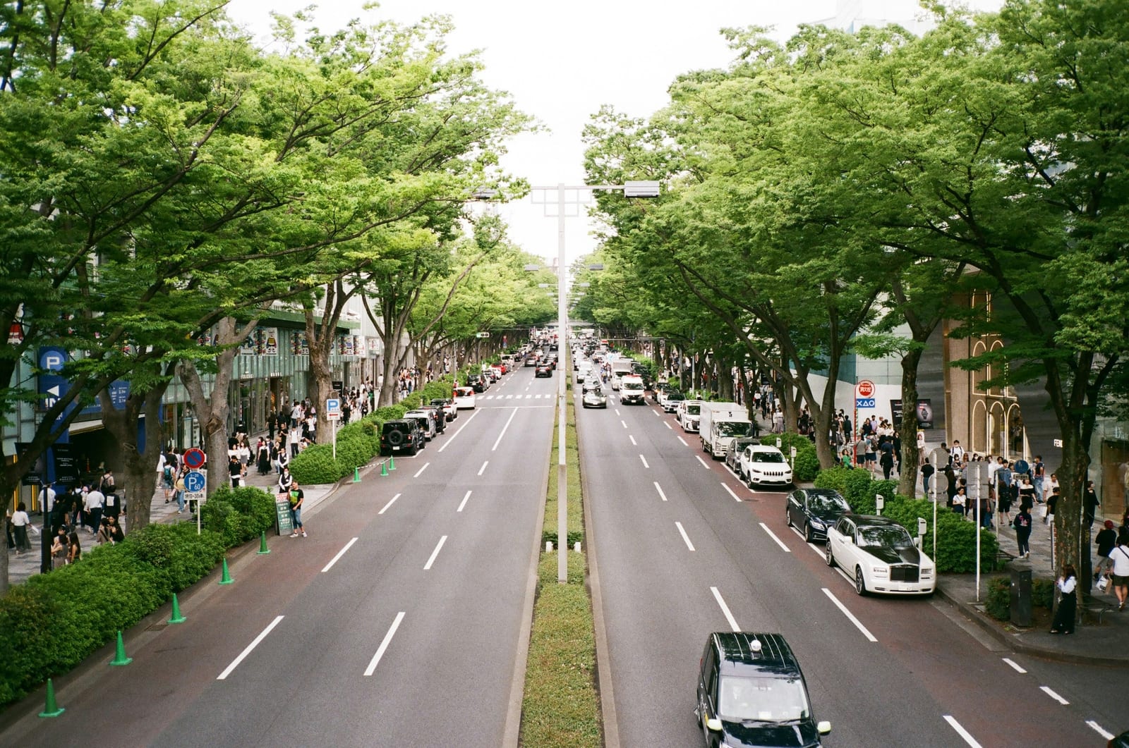 The tree-lined Omotesando boulevard in Tokyo.