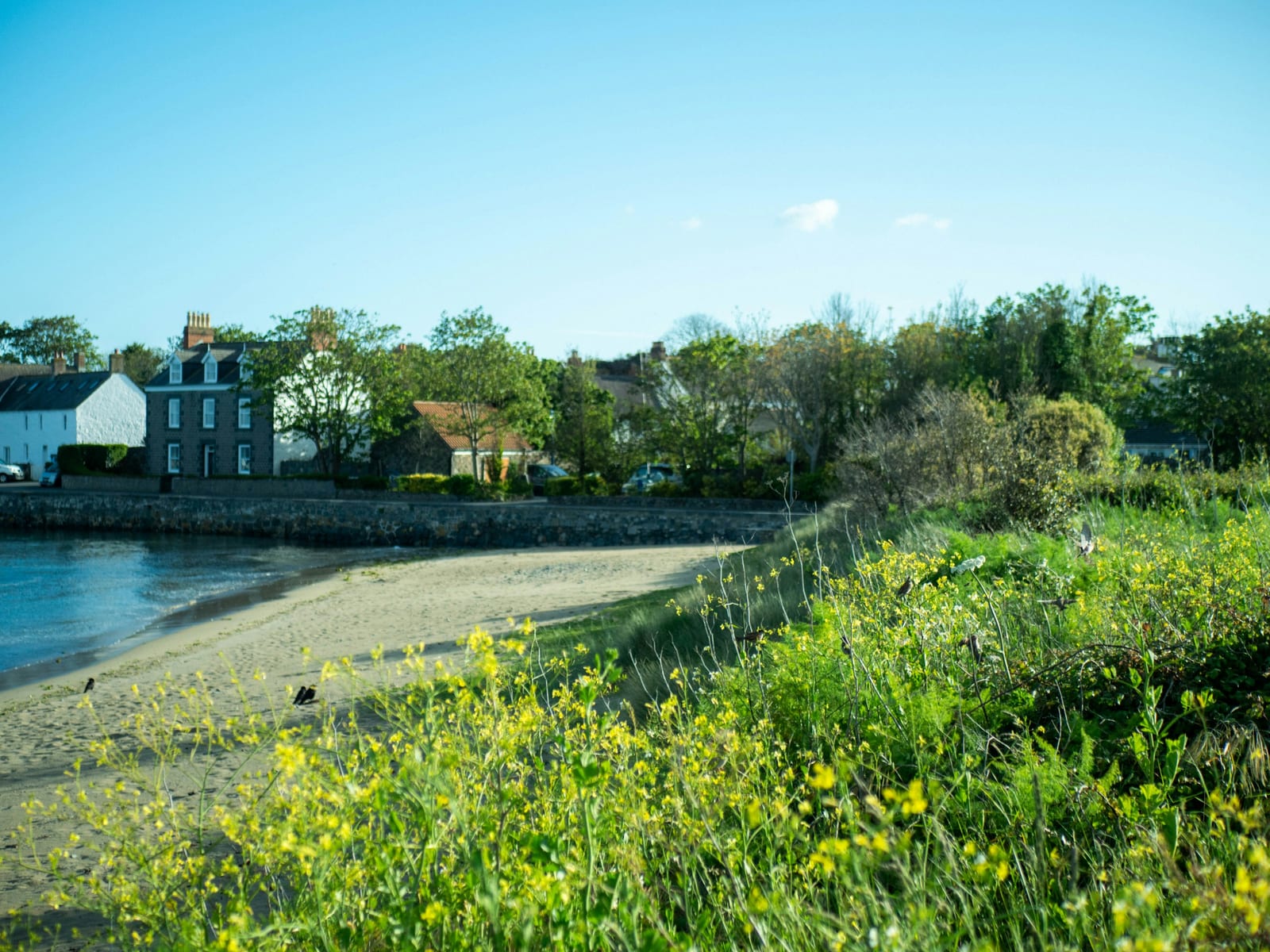 Yellow wildflowers bloom along a sandy beach with a row of coastal houses across the water under a clear blue sky.