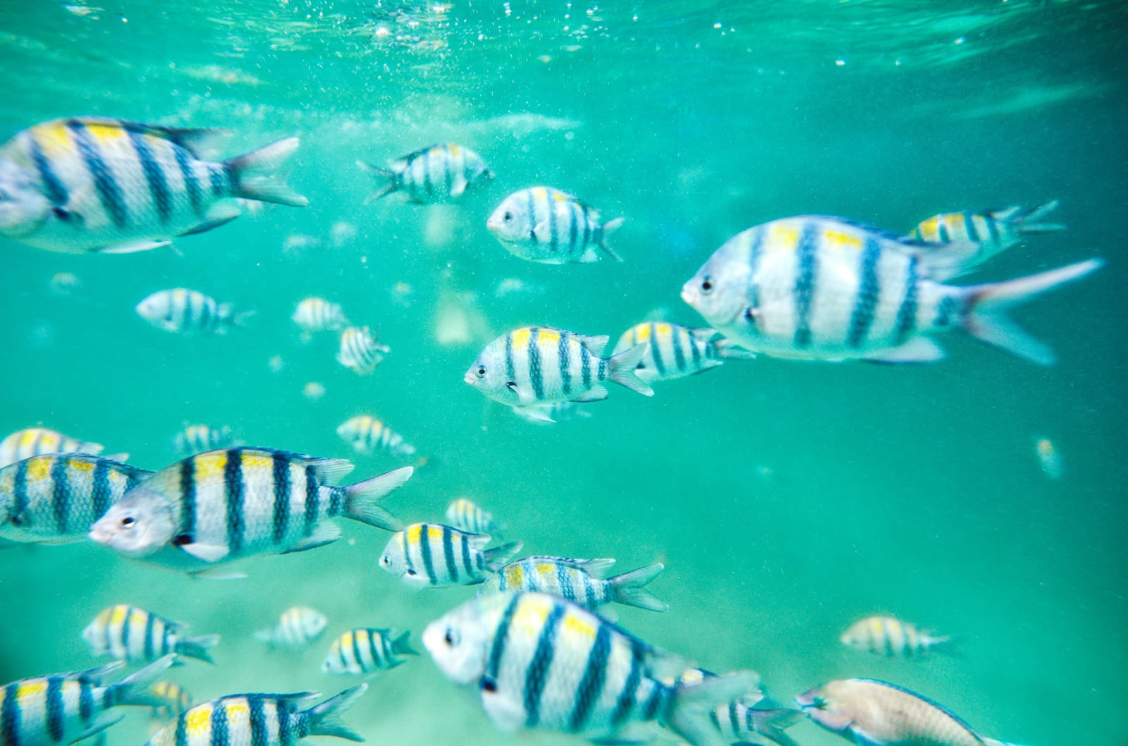 Striped tropical fish swim through clear turquoise seawater.
