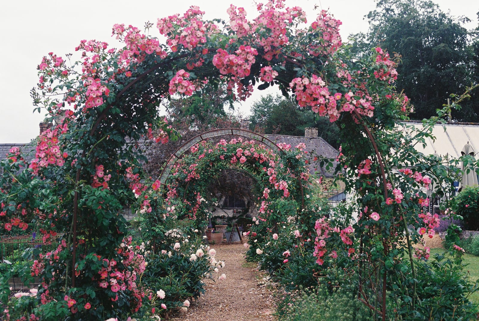A pergola tunnel of climbing pink roses along a path in Rome's municipal rose garden.