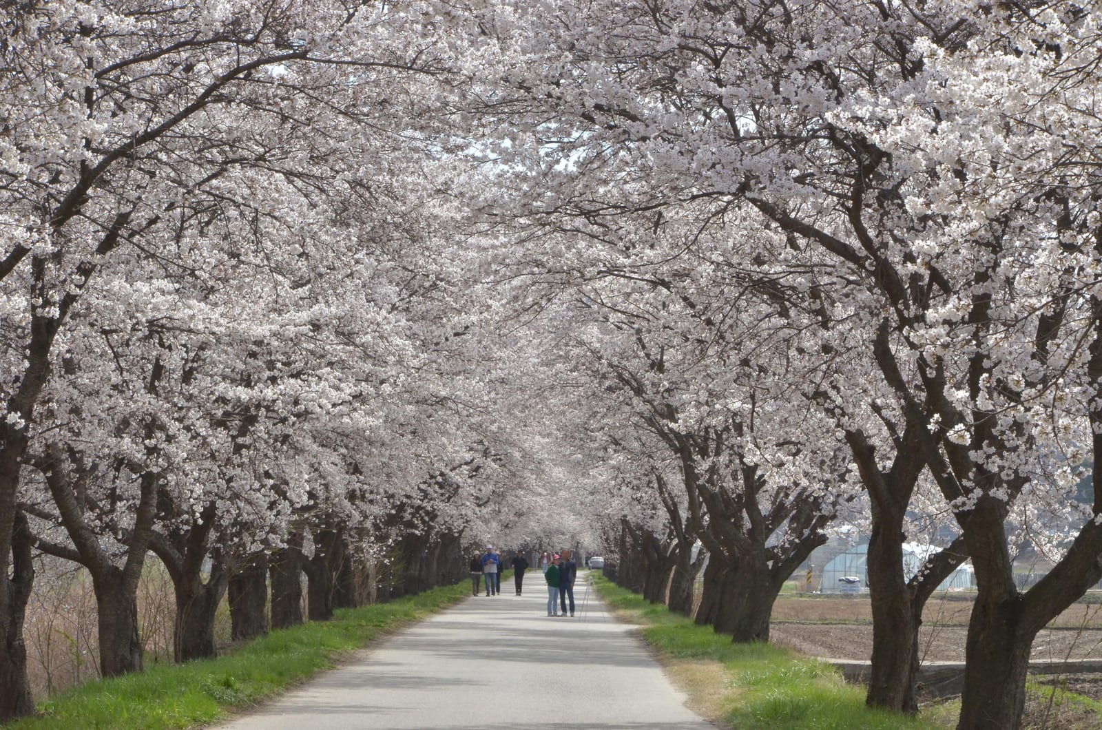 The wide cherry-blossom avenue in Ueno Park lined with hanami crowds on a bright spring day.