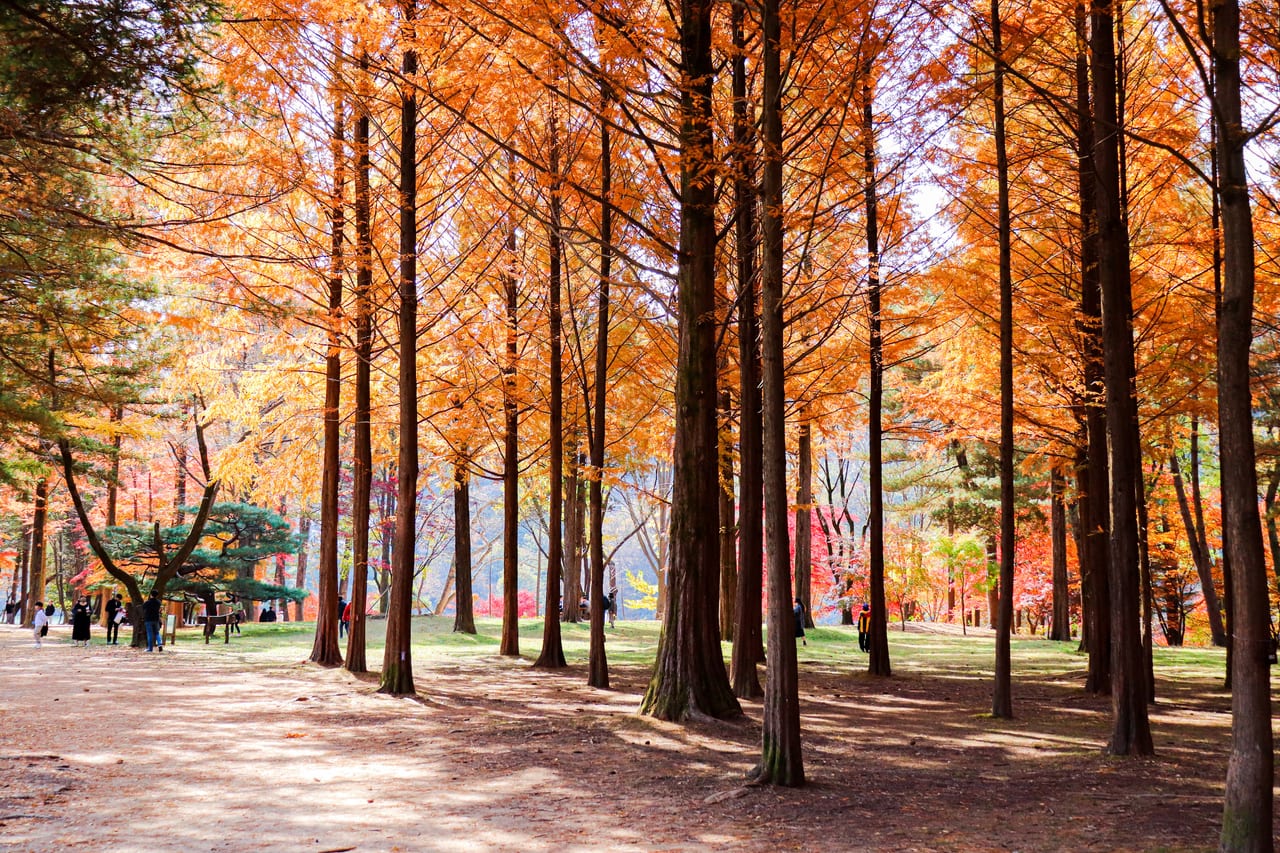Nami Island, Seoul