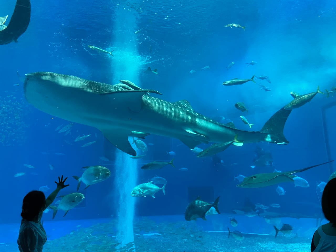 Okinawa Churaumi Aquarium, Motobu in Okinawa