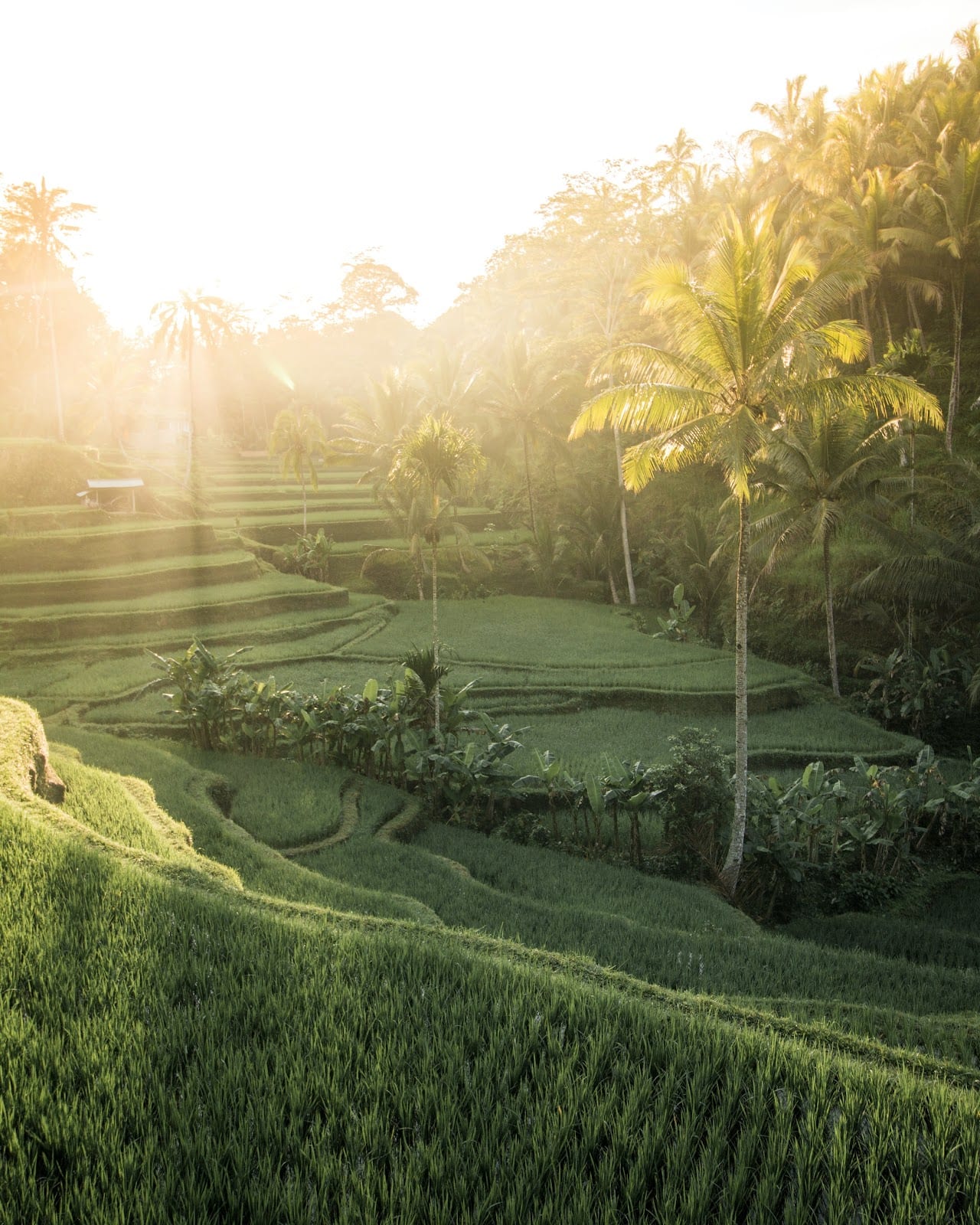 Tegallalang Village, Tegallalang in Bali