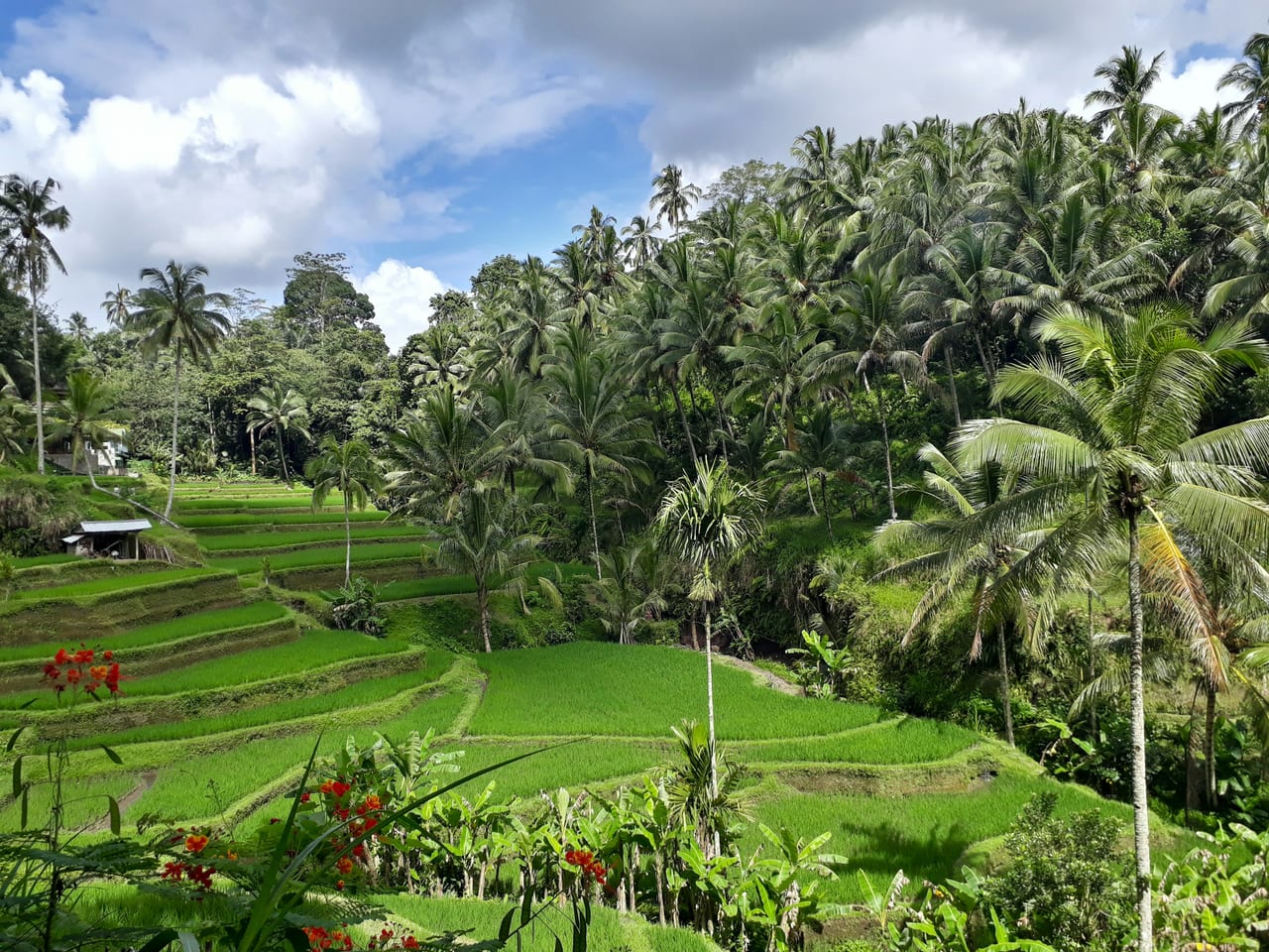 Green rice terraces and tall coconut palms fill a tropical valley beneath a partly cloudy sky.