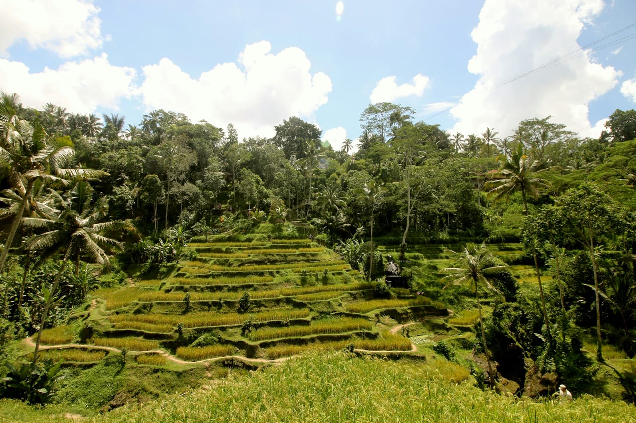 Layered rice terraces extend through a tropical forest beneath a bright blue sky.