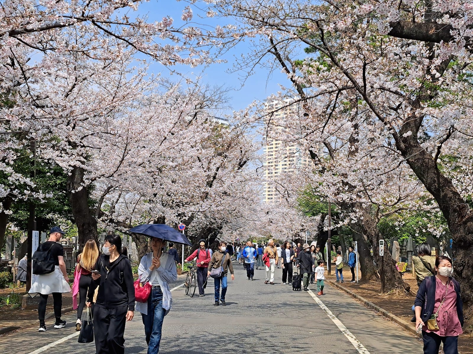 The cherry-blossom avenue through Yanaka Cemetery